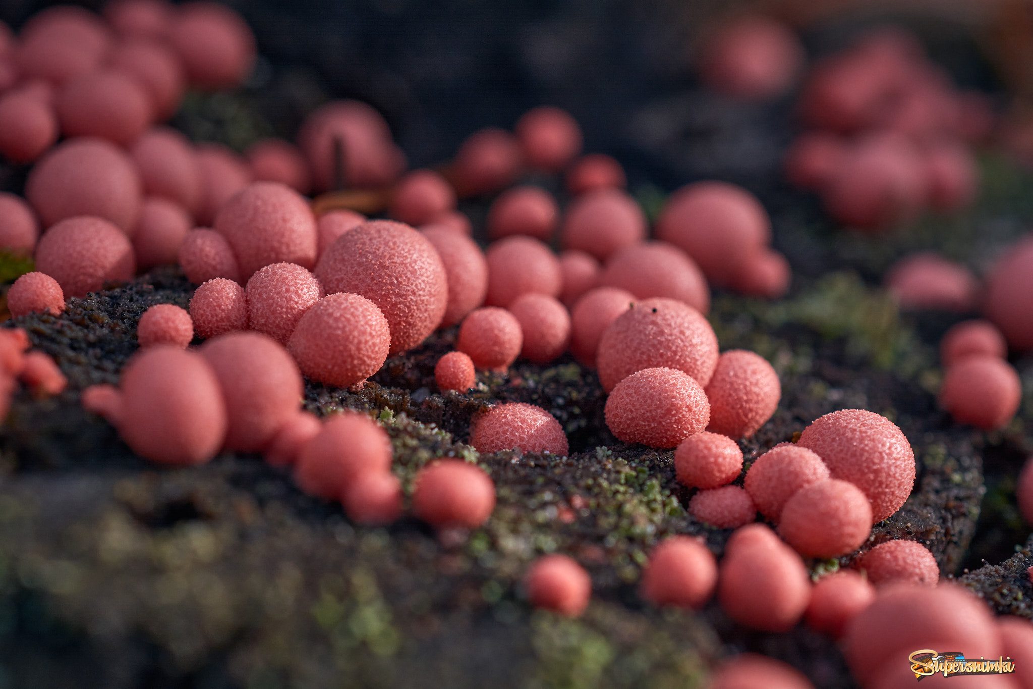 Маленькие розовые грибы на осеннем пне...
