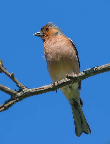 зяблик 