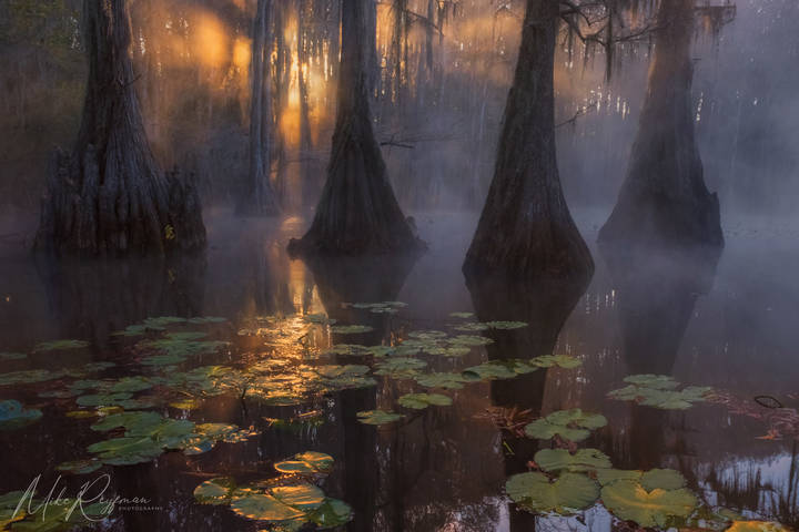 Swamp Magic