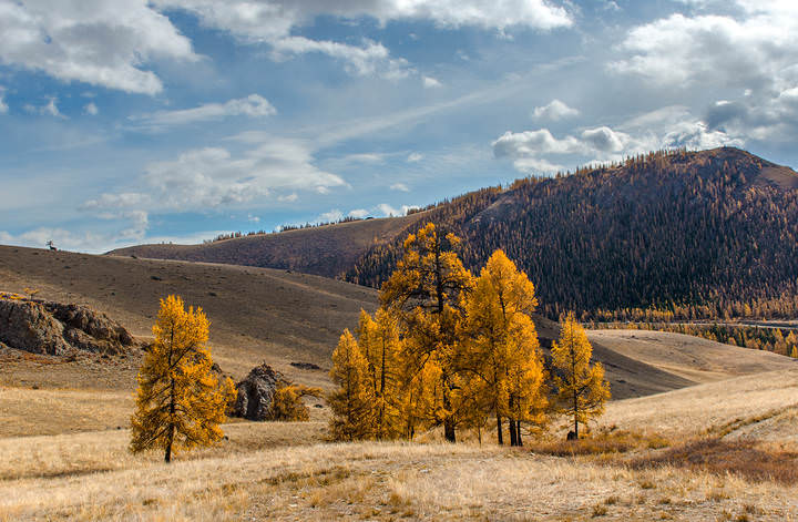 Золотые лиственницы Алтая
