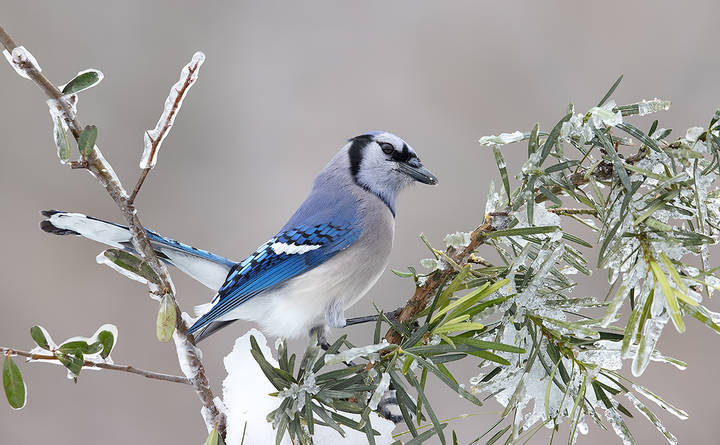 Blue Jay  in freezing rain  - Голубая сойка на хрустальной веточке