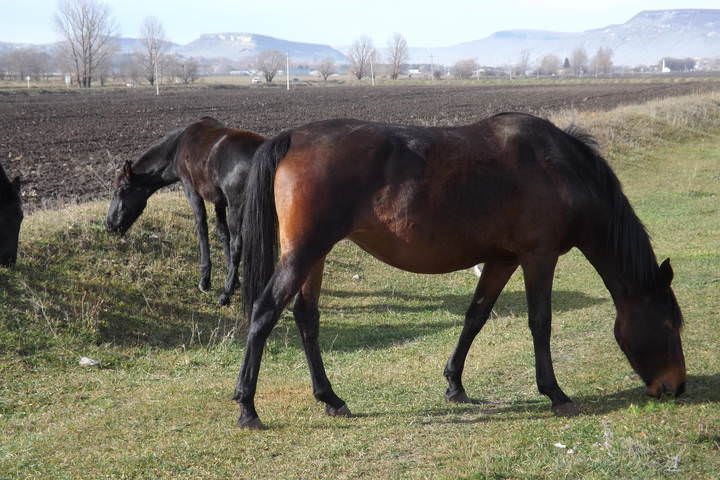 Кони