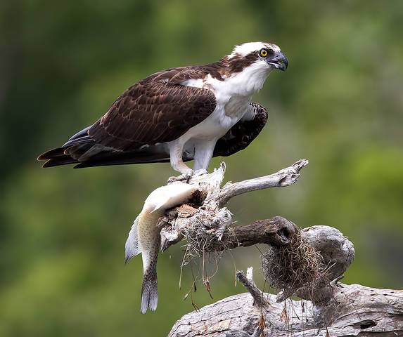 Osprey with Prey -Скопа с добычей
