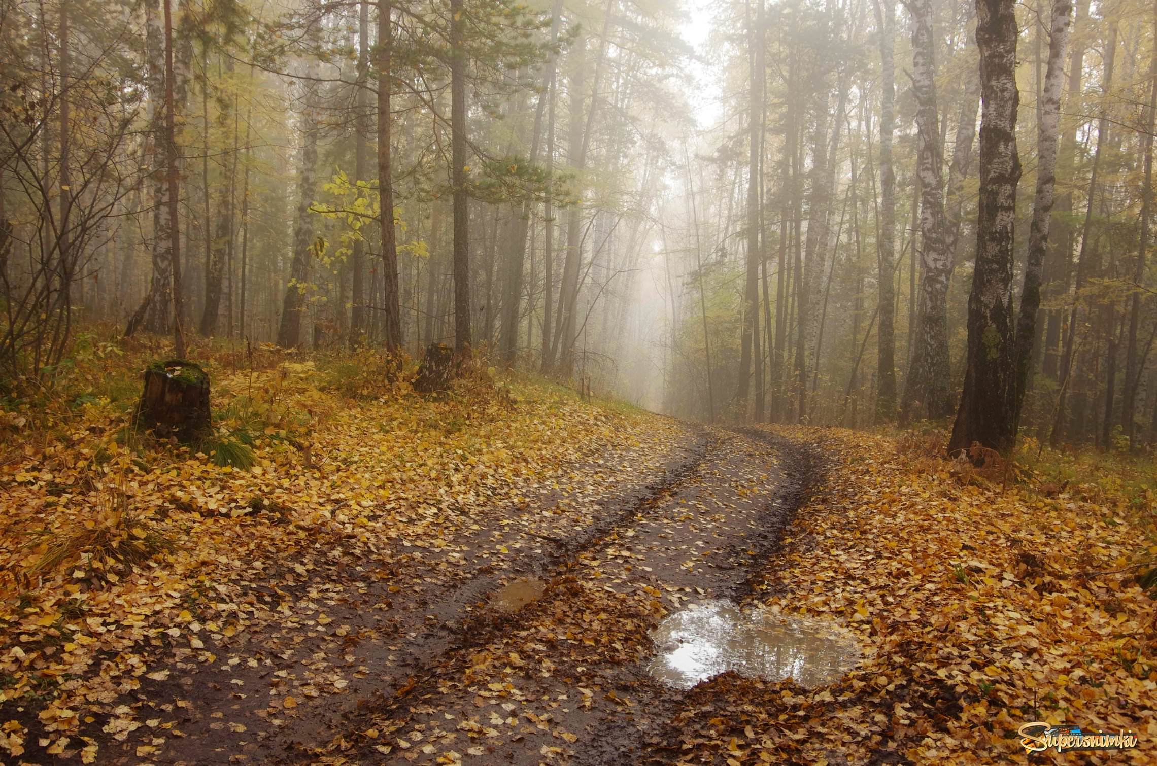 Осенью на лесной дороге...