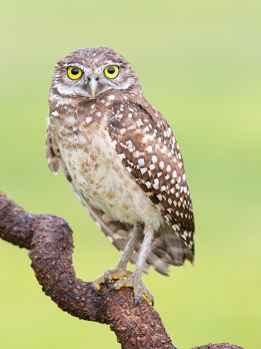 Сыч - Burrowing Owl