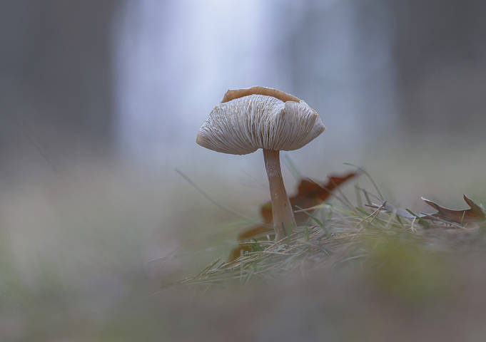 Предзимье