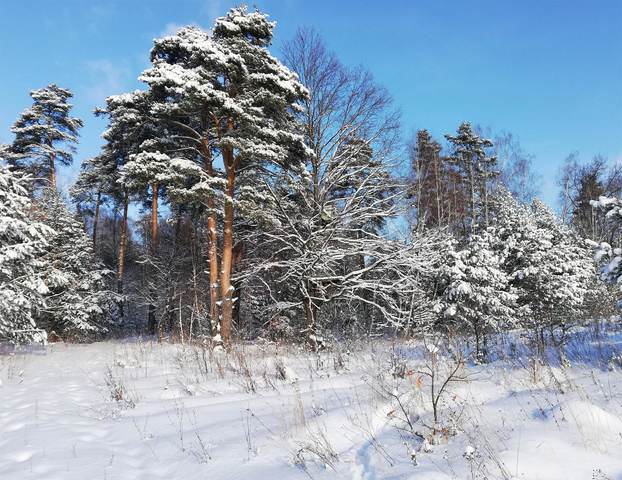 Зимний лес