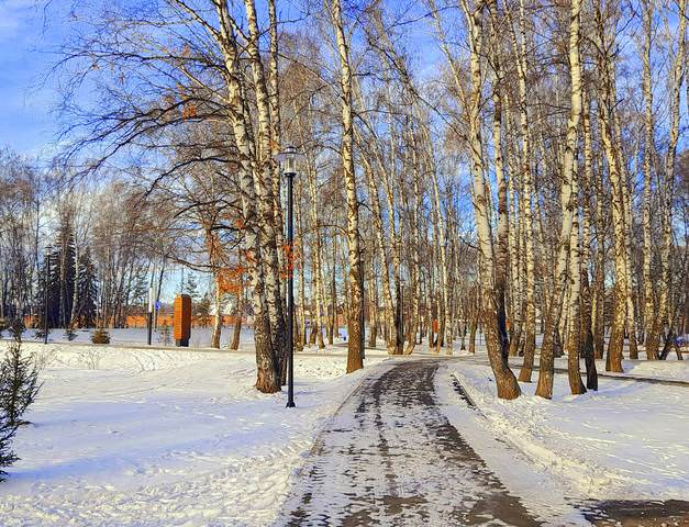 Солнечный и морозный день в парке.
