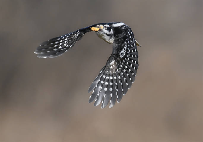 Hairy woodpecker (male)