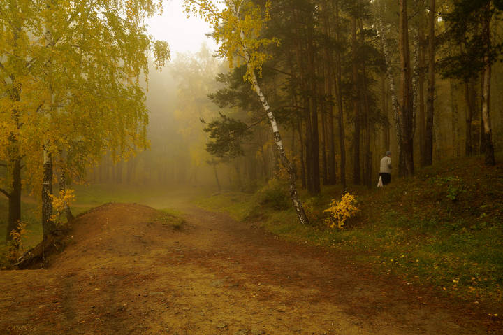 Грибное утро..