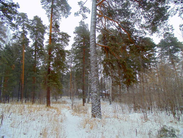 Снежный , пасмурный день .