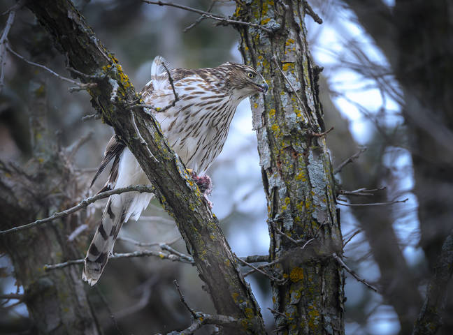 Cooper's hawk (immature)