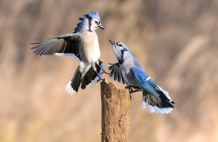 Blue jay 