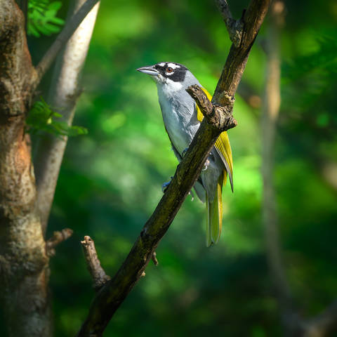 Black-crowned Palm-Tanager