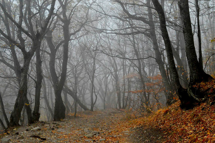 В лесу осеннем......
