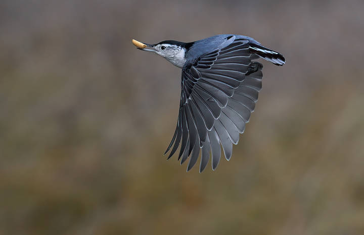 	 White-breasted nuthatch