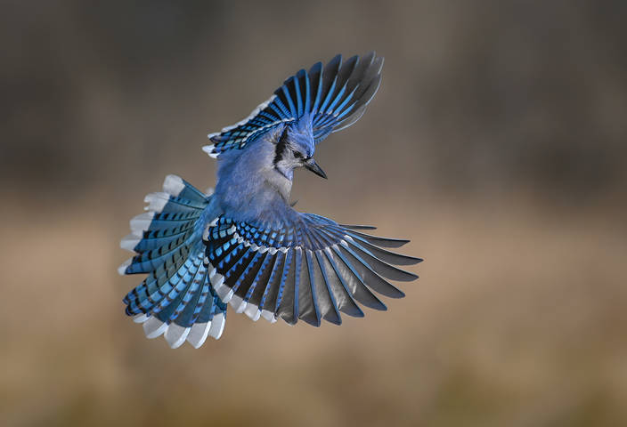 Blue jay 