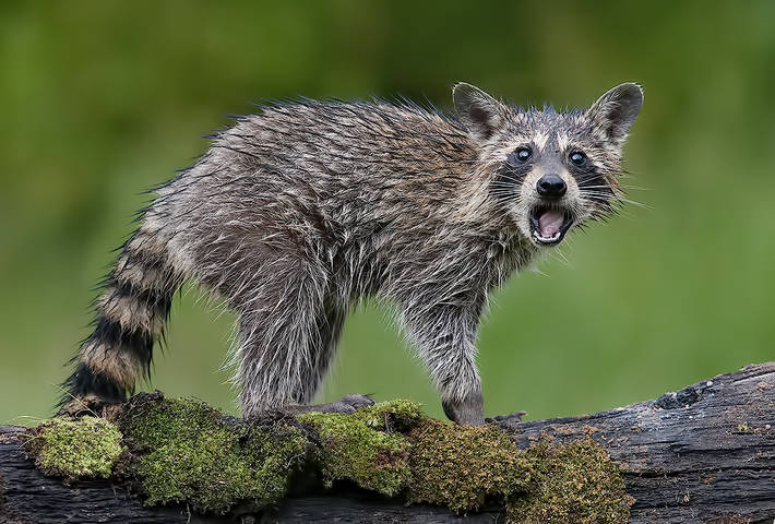 Young Wet Raccoon. Енот-полоскун