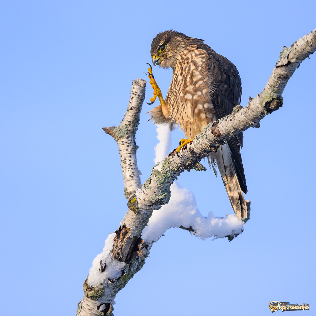 Merlin  (Falco columbarius)