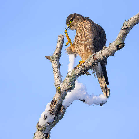 Merlin  (Falco columbarius)
