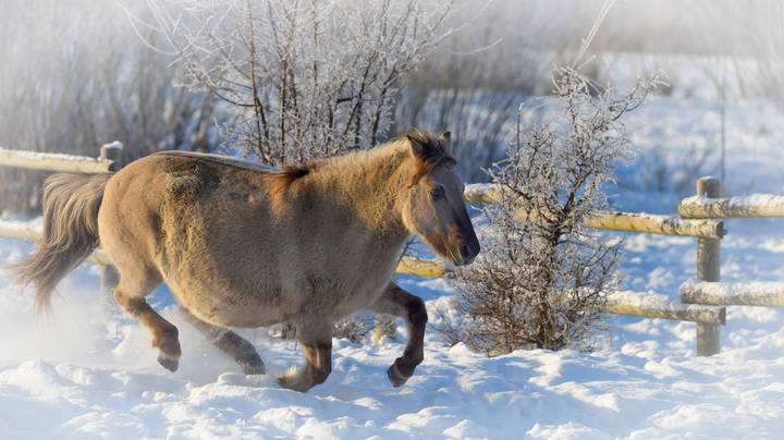 В морозный день...