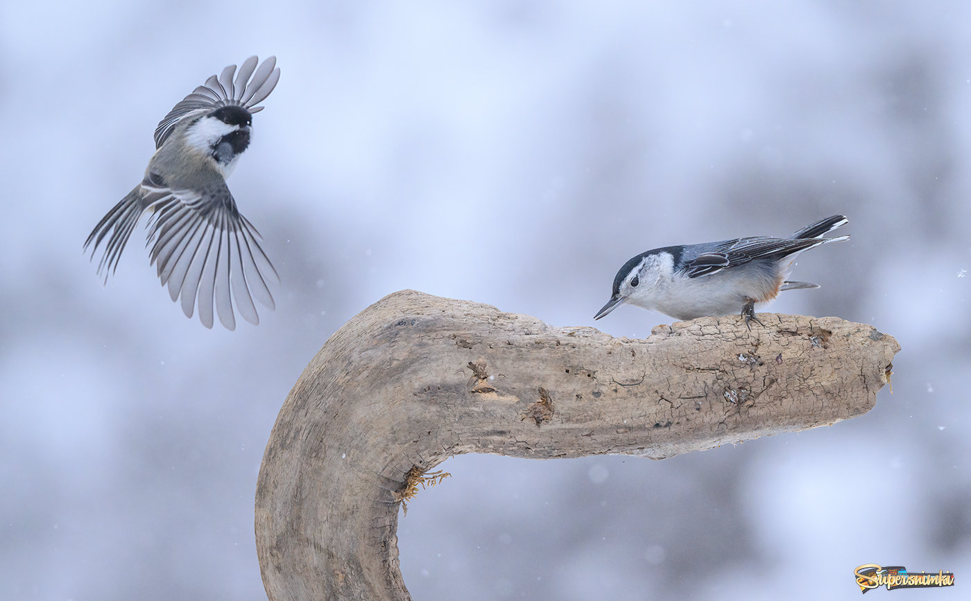 White-breasted nuthatch vs. Black-capped chickadee 