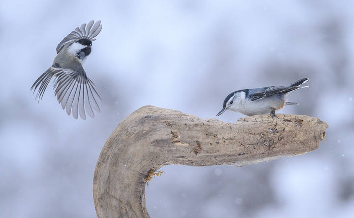 White-breasted nuthatch vs. Black-capped chickadee 