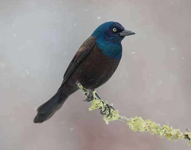 Common Grackle - Обыкновенный Гракл