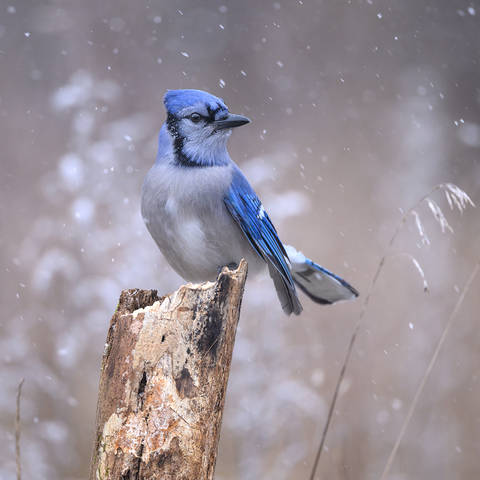 Blue jay 