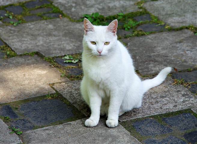 Церковный кот