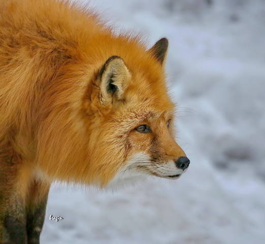 гостья