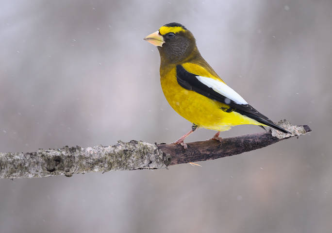  Evening grosbeak (male)