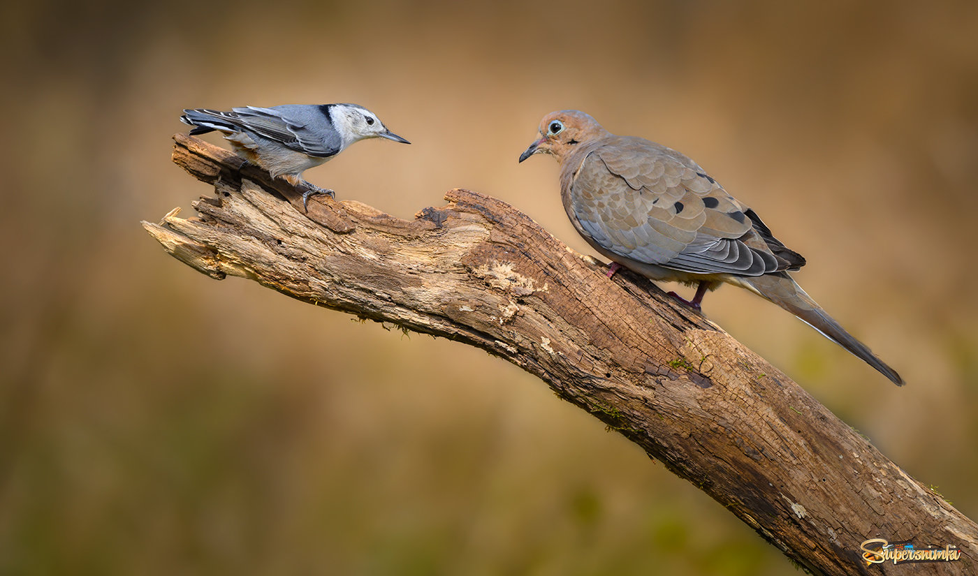White-breasted nuthatch vs. Mourning dove