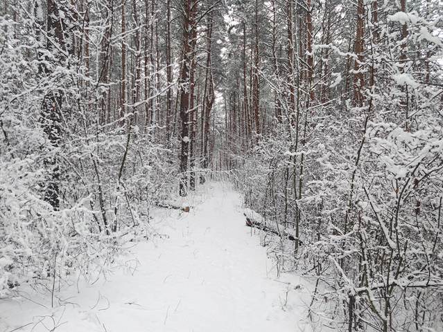 Сказочный лес