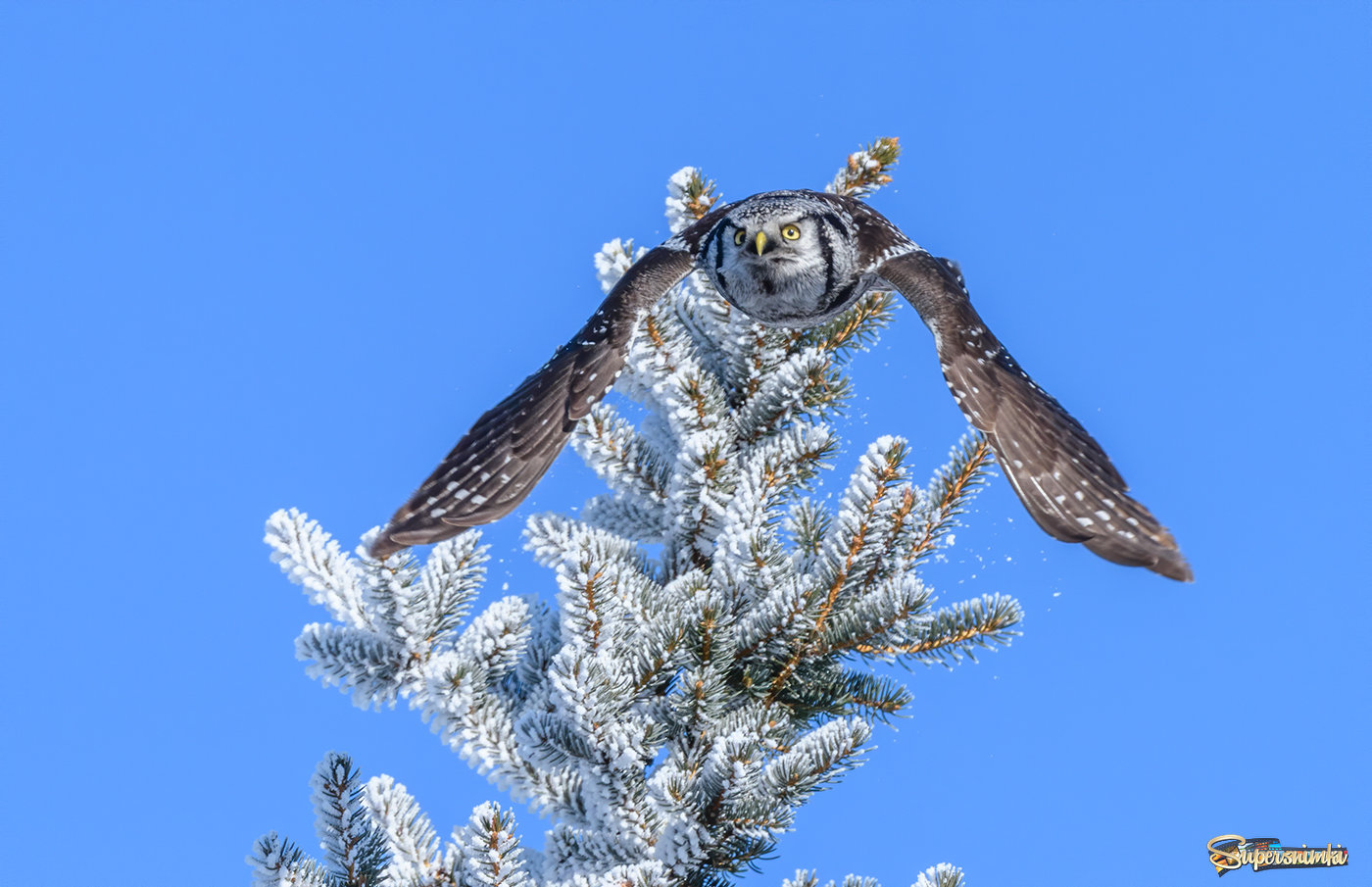 Tree Topper Crown fell down (Northern hawk-owl)