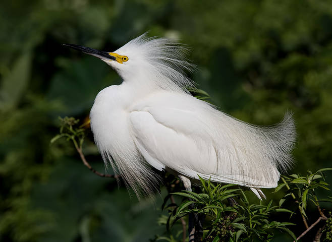 Happy New Year! Американская белая цапля - Snowy Egret.