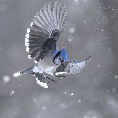 Blue jay 