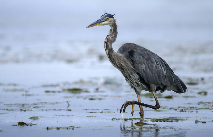 Great blue heron (juvenile) 