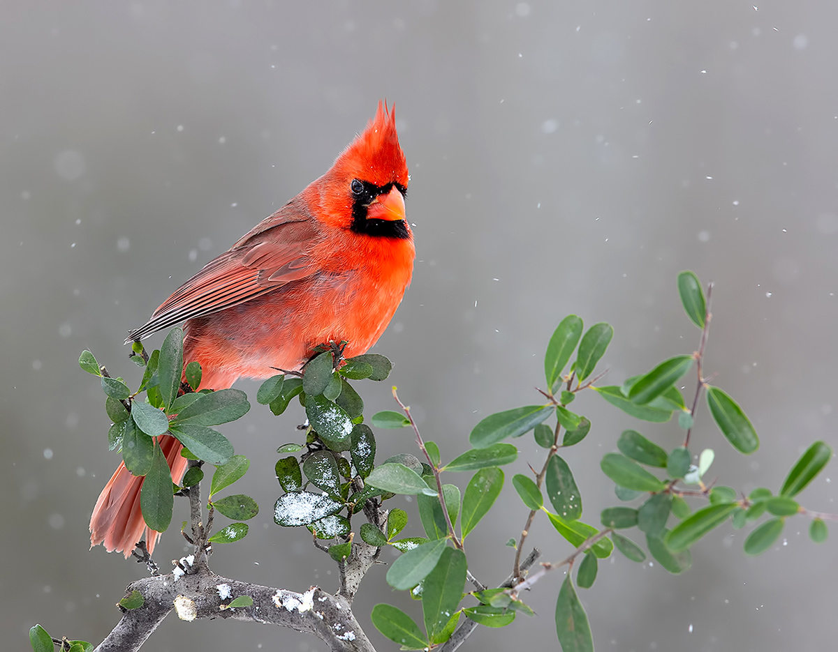Красный кардинал самец - Northern Cardinal