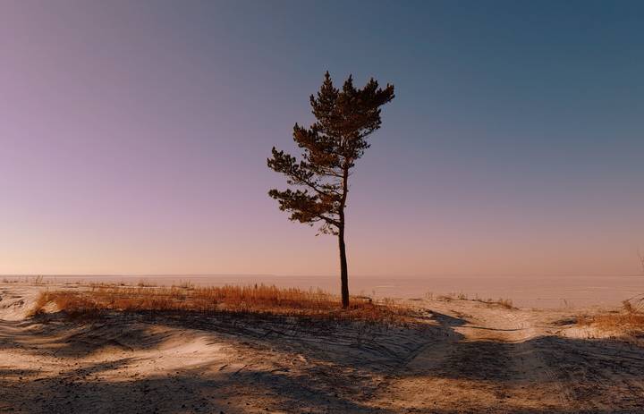 Одинокая сосна .