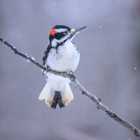 Hairy Woodpecker (male)
