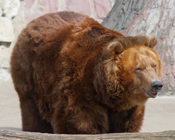 после спячки