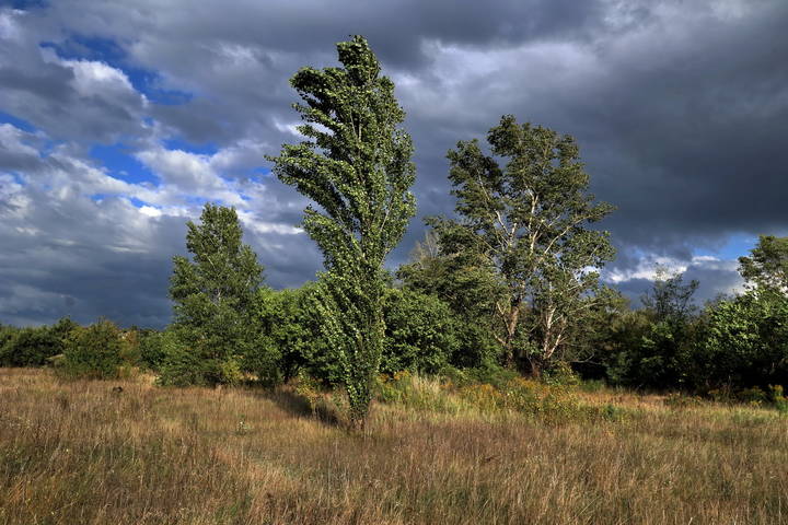  Перед дождём.