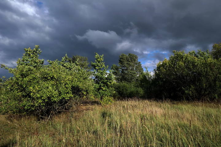  Перед дождём.