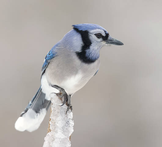 Голубая сойка - Blue Jay