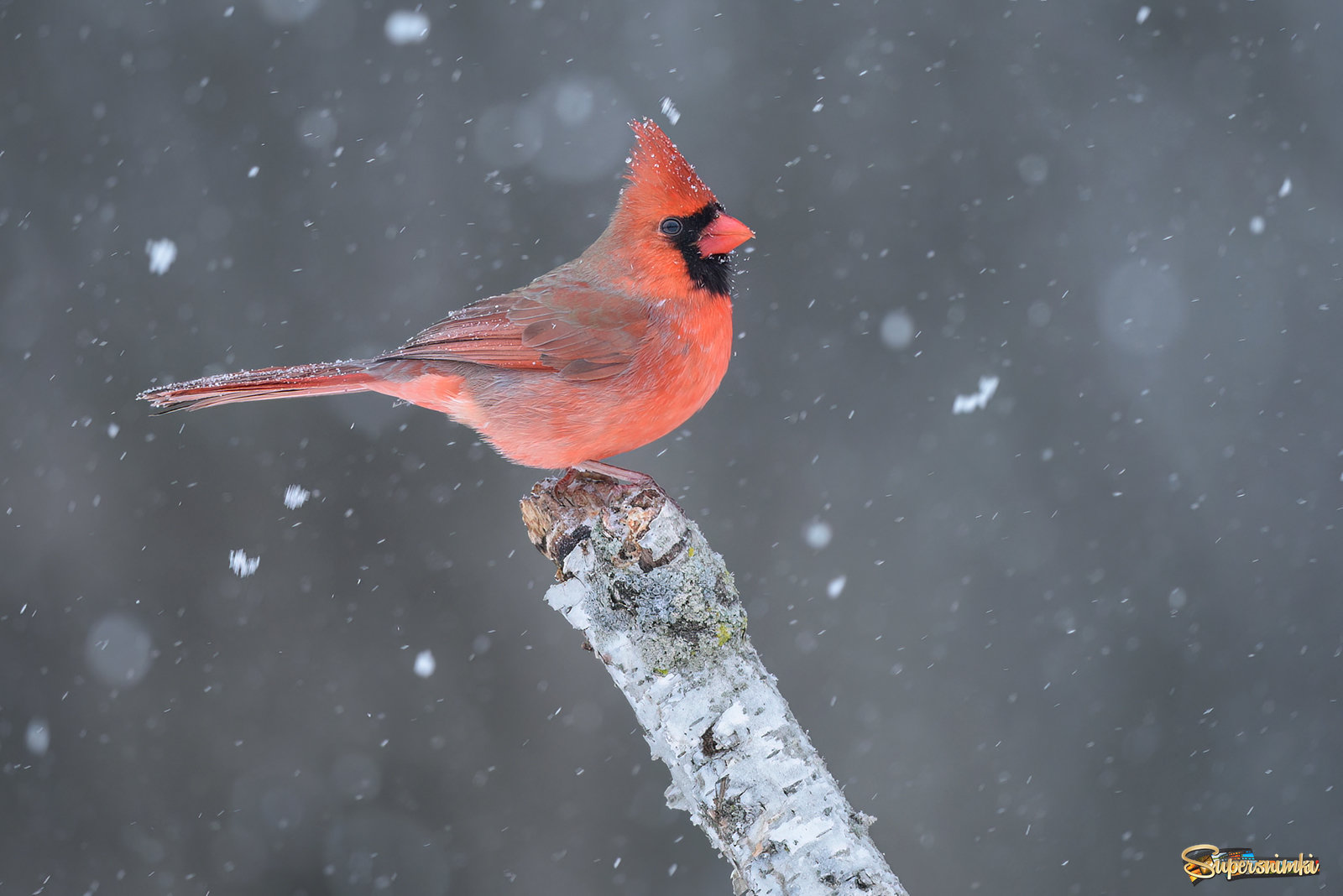  Northern cardinal (male)