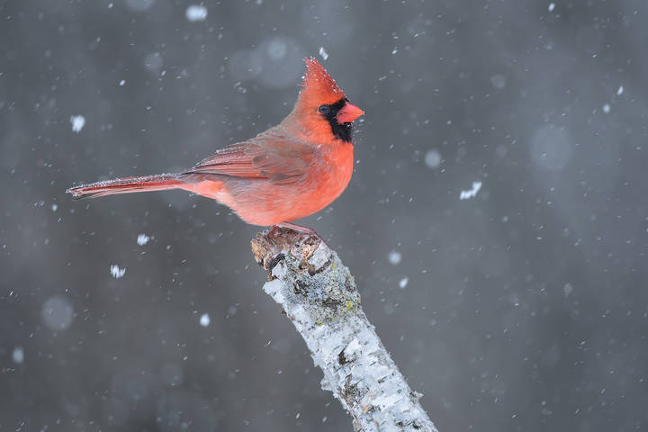  Northern cardinal (male)