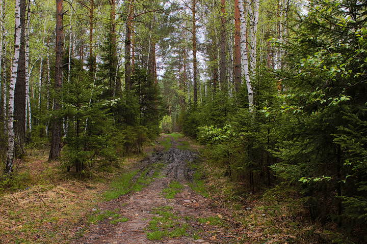 Лесная дорога