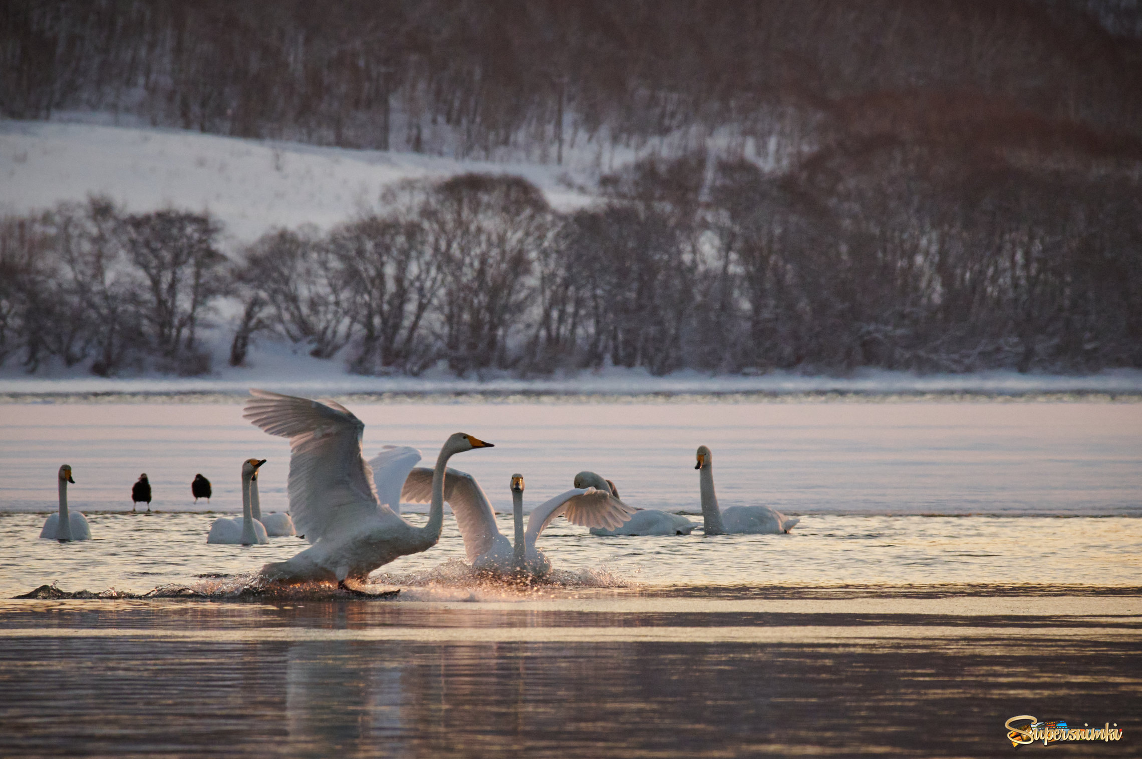 Лебеди-кликуны на зимовке.