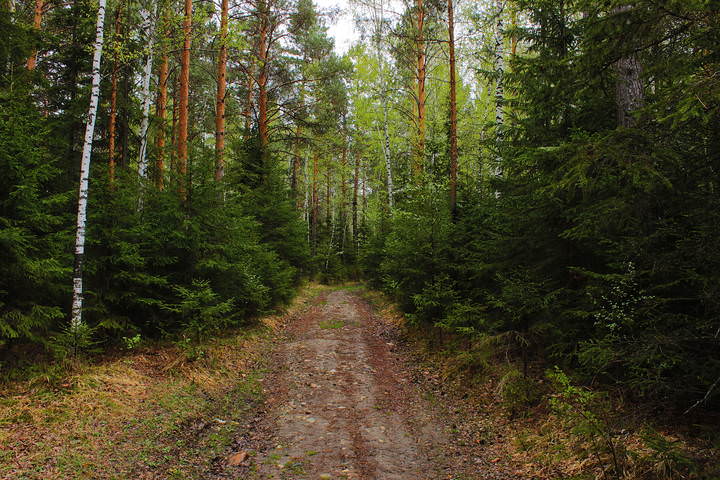 Лесная дорога
